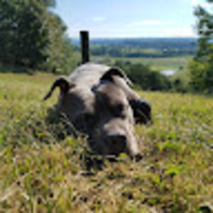 Meet your Posher, Mete